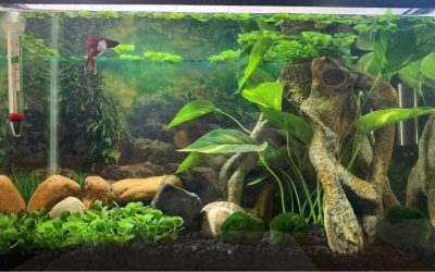 Best Aquarium Setup for Betta Fish: Top Compared Tank Guide