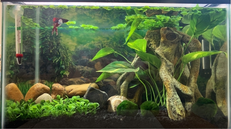 best aquarium setup for betta fish