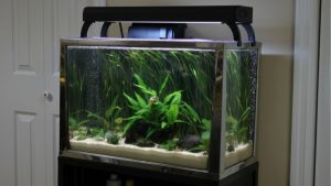 Best Aquarium Stand For 20 Gallon Tank: Reliable Tested
