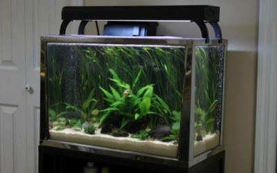 Best Aquarium Stand For 20 Gallon Tank: Reliable Tested