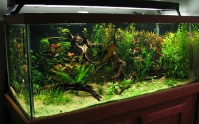 Best Aquarium Stand For A 75 Gallon Tank: Top Compared Guide