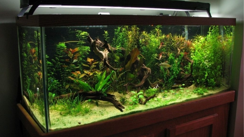 best aquarium stand for a 75 gallon tank