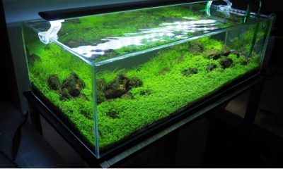 Best Aquarium Substrate Flattener: Proven Top Picks Guide