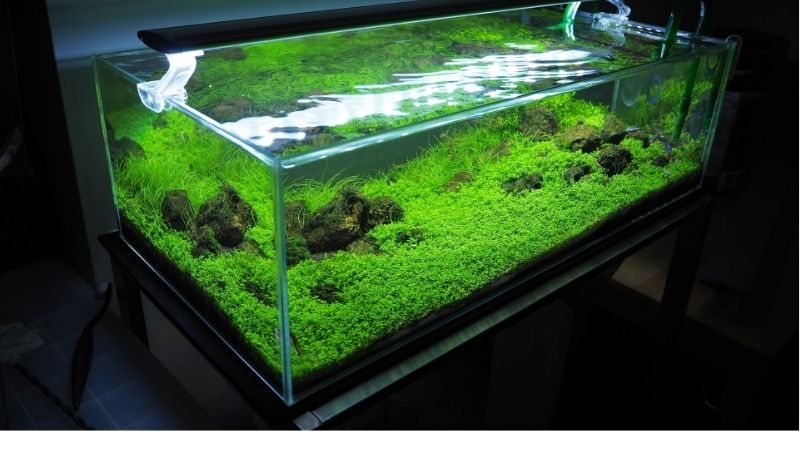 best aquarium substrate flattener