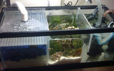 Best Aquarium Sump for a Planted Tank: Smart Buying Guide