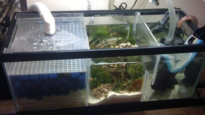 best aquarium sump for a planted tank