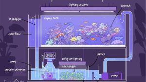 Best Aquarium Sump for Beginners: Top Expert Buying Guide