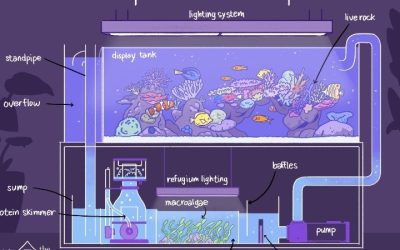Best Aquarium Sump for Beginners: Top Expert Buying Guide