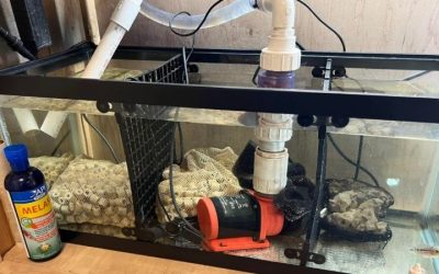 Best Aquarium Sump for Freshwater Tanks: Top Expert Guide