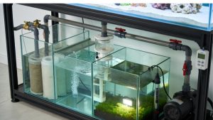 Best Aquarium Sump Setup For Large Tanks: Top Tested Guide