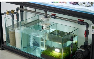 Best Aquarium Sump Setup For Large Tanks: Top Compared Guide