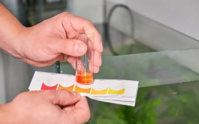Best Aquarium Test Strips vs Liquid Test Kit: How to Choose
