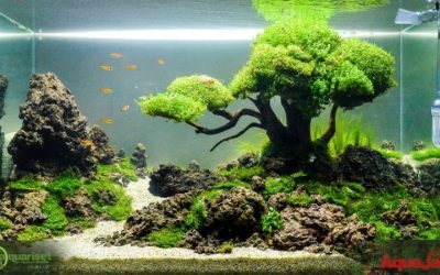 Best Aquascaping Layout Ideas for Beginners: Proven Guide