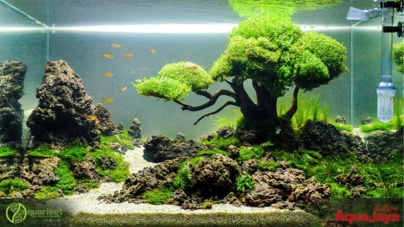 best aquascaping layout ideas for beginners