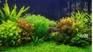 Best Aquasoil for Planted Aquarium: Well-Researched Picks