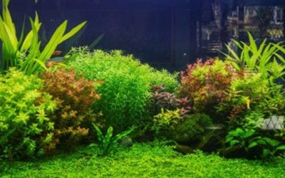 Best Aquasoil for Planted Aquarium: Expert Tested Picks