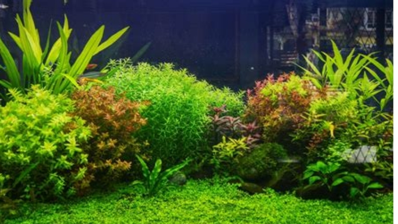 best aquasoil for planted aquarium