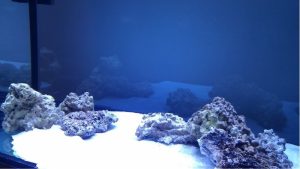 Best Aragonite Sand for Saltwater Tank: Top Top Picks