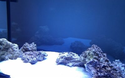 Best Aragonite Sand for Saltwater Tank: Top Tested Picks