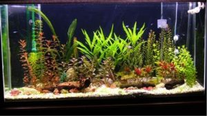 Best Artificial Plants for Fish Tank: Proven Trusted Picks