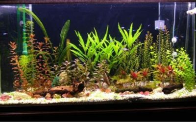 Best Artificial Plants for Fish Tank: Proven Trusted Picks