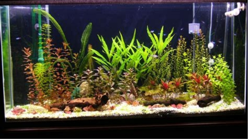 best artificial plants for fish tank