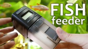 Best Automatic Fish Feeder for Vacation: 4 Reliable Picks