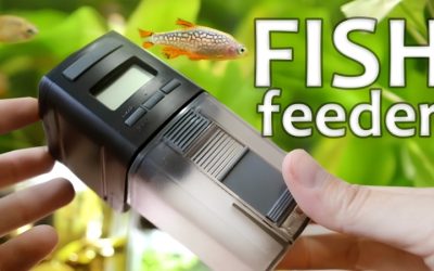 Best Automatic Fish Feeder for Vacation: 4 Reliable Picks