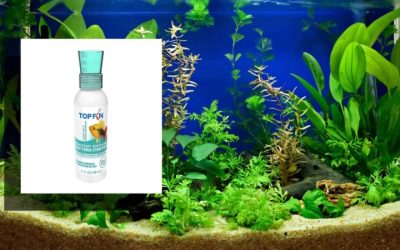 Best Bacteria Starter for Cycling a Tank: Careful Guide