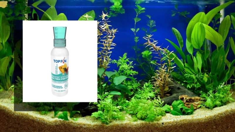 best bacteria starter for cycling a tank