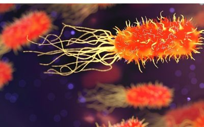 Best Beneficial Bacteria Supplement for Aquarium: A Guide