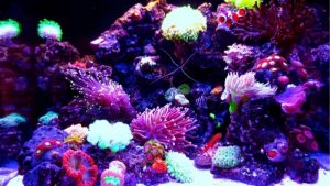 Best BioCube Setup for a Beginner Reef: Smart Tested Plan
