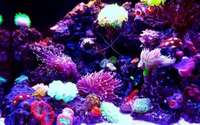 Best BioCube Setup for a Beginner Reef: Smart Tested Plan