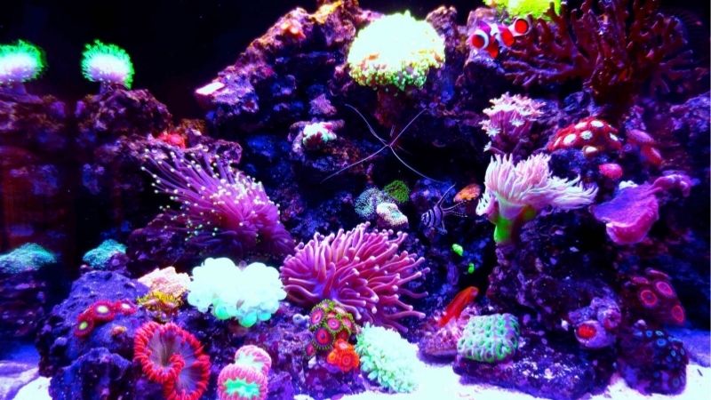 best biocube setup for a beginner reef