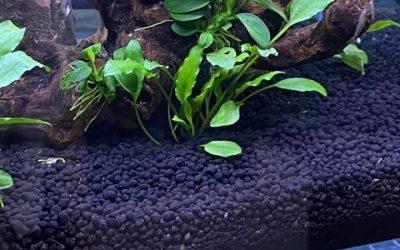 Best Black Sand Substrate for Aquarium: Well-Researched Pick