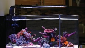 Best Bluetooth Aquarium Light With App Control: Top Picks