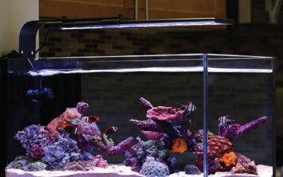 Best Bluetooth Aquarium Light With App Control: Top Picks