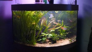 Best Bow Front Aquarium Kit: Best Proven Well-Researched Guide