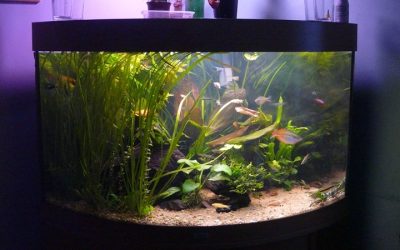 Best Bow Front Aquarium Kit: Best Proven Well-Researched Guide