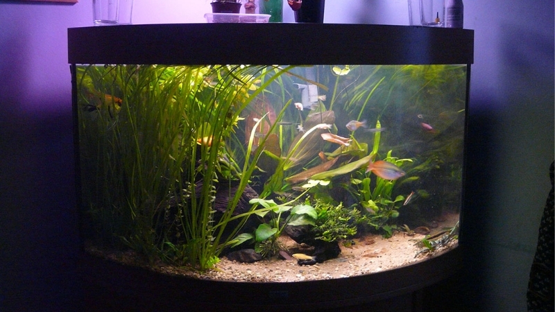 best bow front aquarium kit