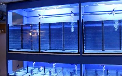 Best Breeding Tank Setup for Fry: Top Tested Grow-Out Guide