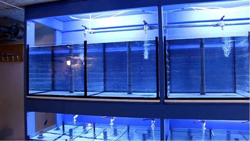 best breeding tank setup for fry