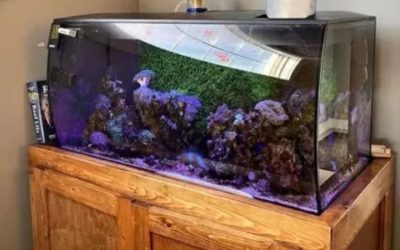Best Budget All in One Saltwater Tank: Top Smart Shortlist