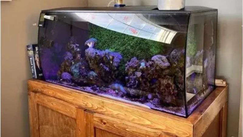 best budget all in one saltwater tank