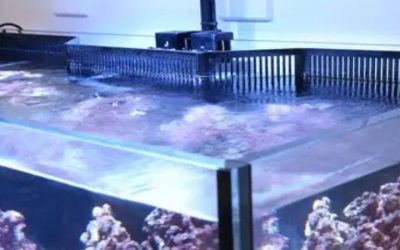 Best Budget Aquarium Overflow Box: Affordable Top Picks