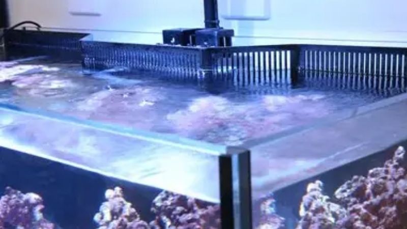 best budget aquarium overflow box