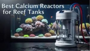Best Budget Calcium Reactor: Trusted Expert Buying Guide
