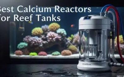 Best Budget Calcium Reactor: Trusted Expert Buying Guide