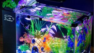 Best Budget Glass Aquarium: Smart Picks for Better Value