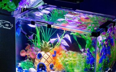 Best Budget Glass Aquarium: Smart Picks for Better Value